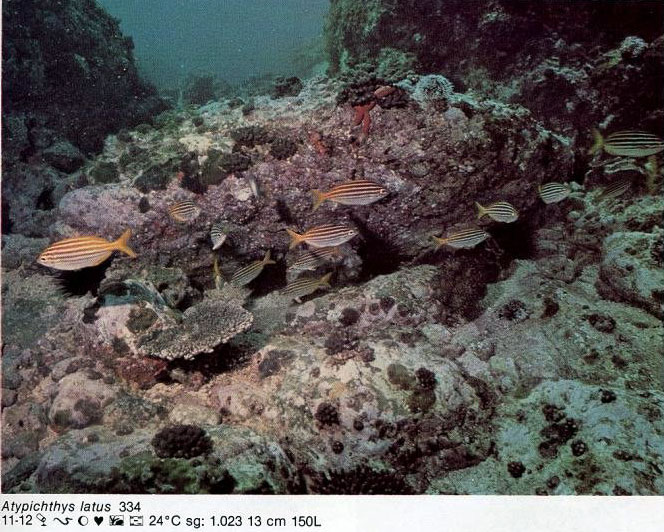 Atypichthys latus